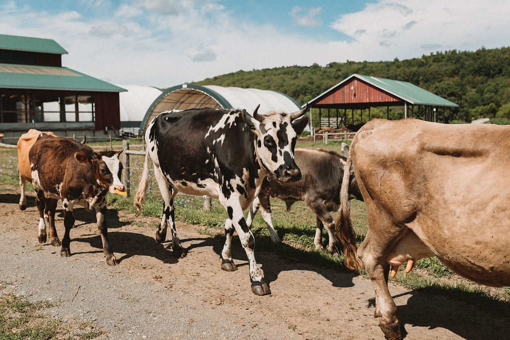 Hawthorne Valley Residential Program And Summer Camp Manager